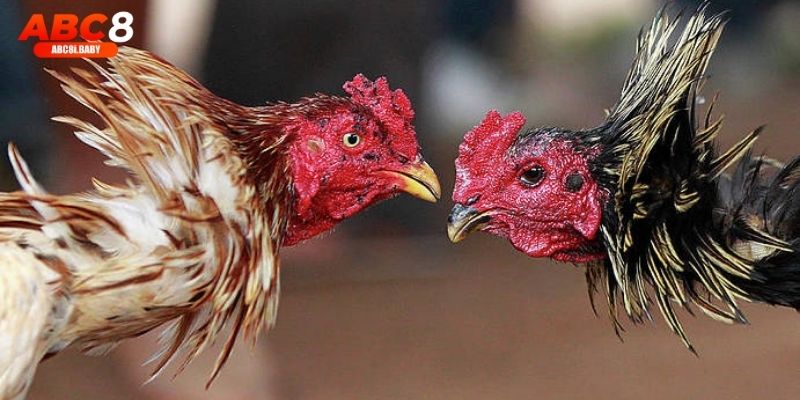 Người chơi theo dõi và đặt cược đá gà Thomo dễ dàng ngay tại nhà